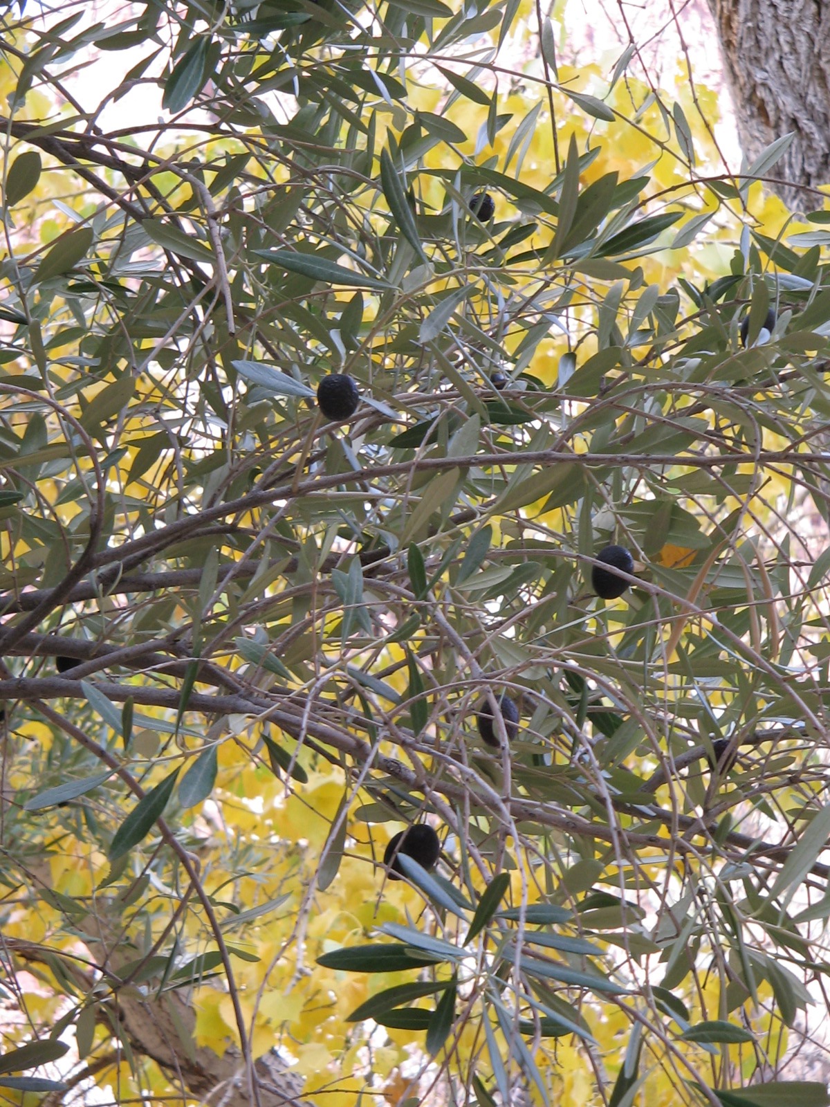 olive tree