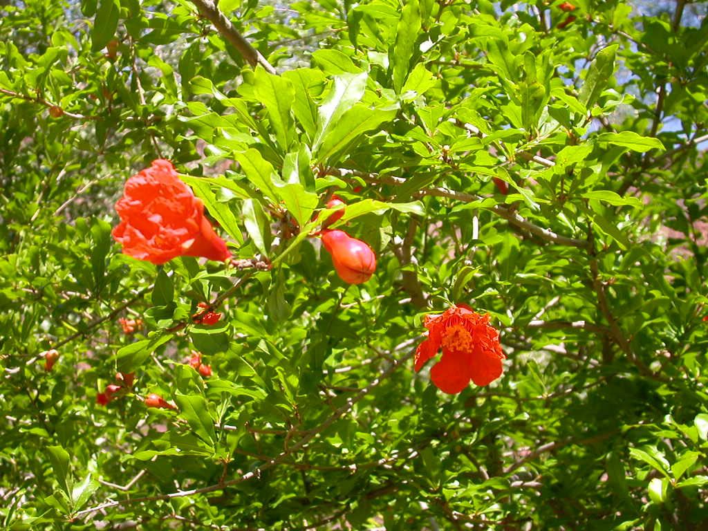 pomogranite tree